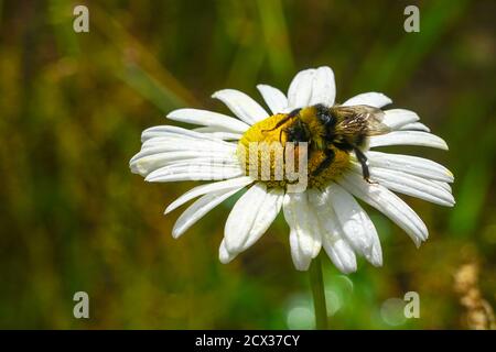 l'abeille bumble aspire le nectar de fleur des pâquerettes Banque D'Images