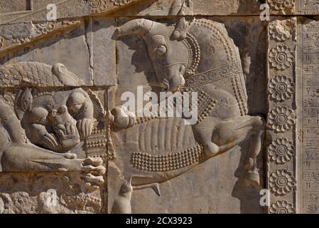 Sculpture complexe. Palais de Darius le Grand, également connu sous le nom de Takara, Persepolis, Shiraz, Iran. Lion piquant le taureau. Relief représentant la venue symbolique du printemps et la fête de Nowruz, à travers le lion (soleil) se disputant sur le taureau (terre); Persepolis, Iran Banque D'Images