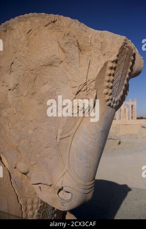 Capitale Bull. Colonnes d'achéménide sculptées à Persepolis, Iran Banque D'Images