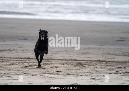 Black labrador Retriever court et saute sur la plage dans le sable Banque D'Images