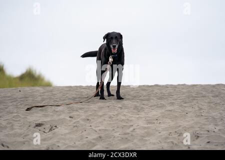 Le chien de Black labrador Retriever se tient et sourit sur une dune de sable sur la plage lors d'une journée d'été, portant son collier et sa laisse Banque D'Images