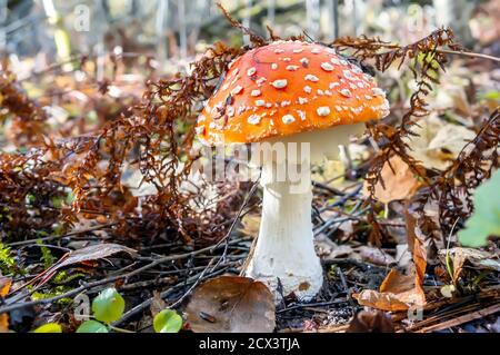 Scène d'automne une belle grande mouche de champignon toxique agaric pousse dans la forêt décidue d'automne. Mise au point sélective Banque D'Images