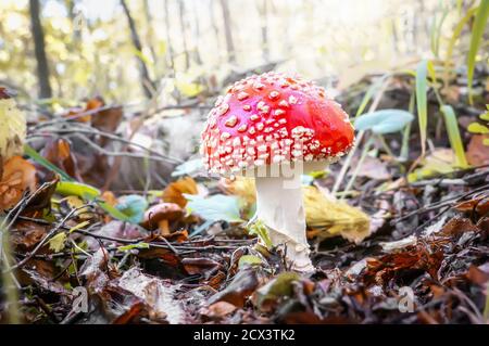 Scène d'automne une belle grande mouche de champignon toxique agaric pousse dans la forêt décidue d'automne. Mise au point sélective Banque D'Images