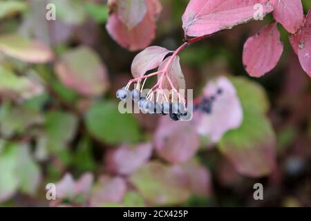 Cornus sanguinea. Bush en automne avec des baies. Banque D'Images