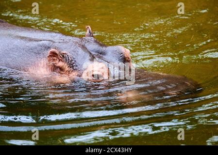 Hippo femelle dans l'eau Banque D'Images