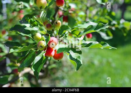 Gros plan sur les pommes Paradise. Les pommes Paradise sont accrochées à une branche d'arbre. Pomme arbre prune. Gros plan de fruits aux pommes chinoises. Malus prunifolia. Banque D'Images