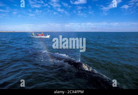 Amérique centrale, Mexique, Basse-Californie, Laguna San Ignacio, observation des baleines et baleine grise, Banque D'Images