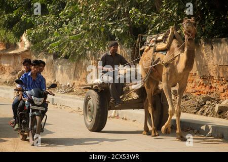 Chariot et moto dessinés à dos de chameau. Région de Shekawati, Rajasthan, Inde Banque D'Images