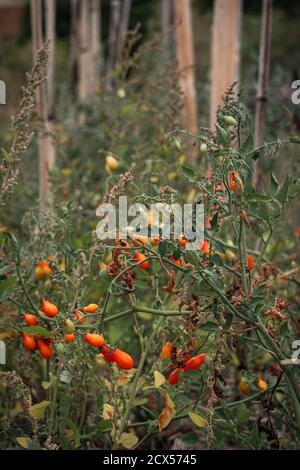 Petites tomates poussant dans le jardin de permaculture français Banque D'Images
