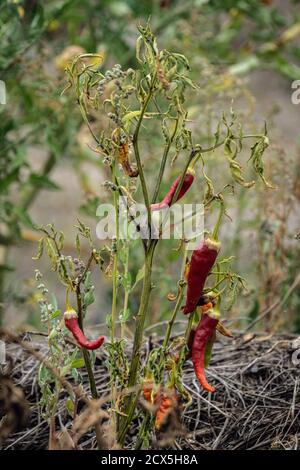 piments rouges poussant dans le jardin de permaculture Banque D'Images