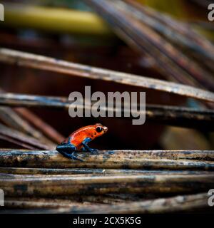 Blue jeans dart grenouille (Oophaga pumilio), Parc national Arenal, Costa Rica. Banque D'Images