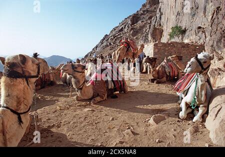 Des chameaux bédouins avec leurs propriétaires attendent des clients pour guider le long du chemin de chameau depuis le sommet du mont Sinaï. Près du monastère Sainte Catherine. Égypte Banque D'Images