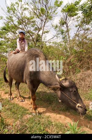 Boy riding birman sur un buffle en route vers Kalaw, Pindaya, près de la Birmanie Banque D'Images