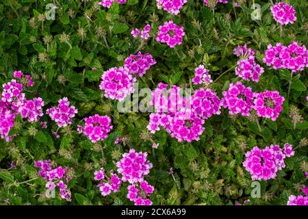 Gros plan plein cadre ensoleillé jardin ornemental vue de la souche le verveine rose (verveine canadensis) fleurit en pleine floraison Banque D'Images