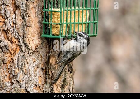 Un chichedadee de montagne s'accroche à une cage de suet se nourrissant dans le nord de l'Idaho. Banque D'Images