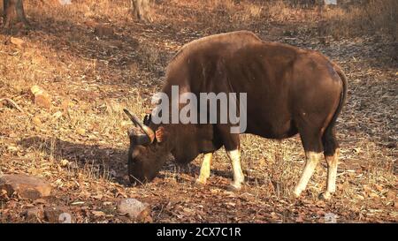 une photo matinale ensoleillée d'un taureau gaur qui broute Réserve de tigres de tadoba andhari en Inde Banque D'Images