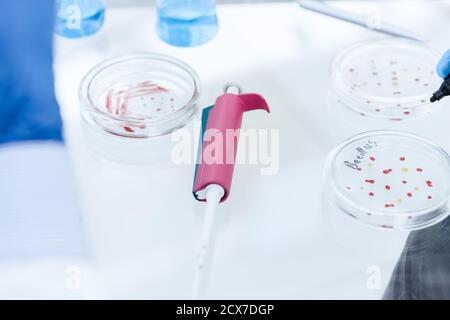 Gros plan. Scientifique marquant une boîte de Petri avec des bactéries virales. Banque D'Images