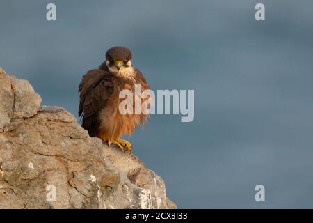 Eleonora's Falcon Banque D'Images