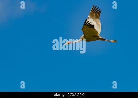 Une seule grue Sarus descend jusqu'à sa zone d'alimentation en milieu humide du matin à Cape York, Queensland, en Australie. Banque D'Images