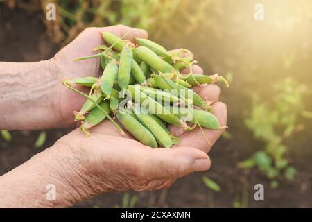 Fermier avec des petits pois verts mûrs frais dans le jardin, à proximité Banque D'Images