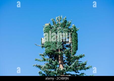 Tour de télécommunications de téléphone cellulaire déguisée et camouflée comme un faux grand pin sous ciel bleu. La station cellulaire dissimulée se distingue par Banque D'Images