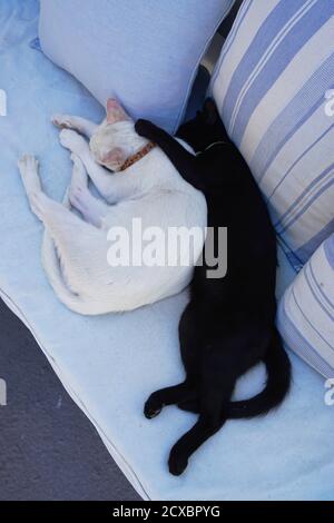 Chat noir et chat blanc qui se coud sur un canapé Banque D'Images