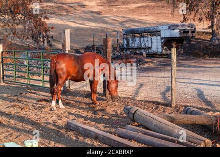 Un cheval de cour de ferme survit à un feu de forêt de Californie qui fait rage, pas si bon pour son transporteur. Banque D'Images