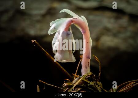 Cette plante fantôme ou pipe indienne (Monotropha uniflora) obtient son énergie du champignon souterrain plutôt que de la photosynthèse. Raleigh, Caroline du Nord. Banque D'Images