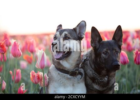 Portrait de deux carcajous de Kunming posant sur un champ de tulipes au lever du soleil. Banque D'Images