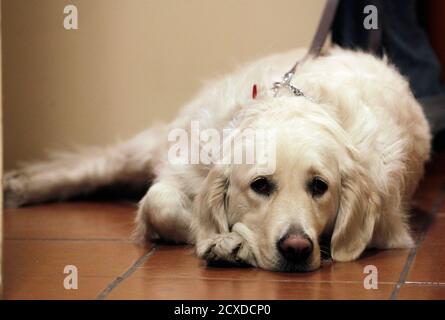 Florencia Espinosa, who is blind, and her female guide dog Salu 