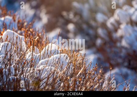 Les branches épineuses des buissons taillés sont couvertes de neige dans la lumière du coucher du soleil avec un arrière-plan rouillé. Copier l'arrière-plan de l'espace Banque D'Images