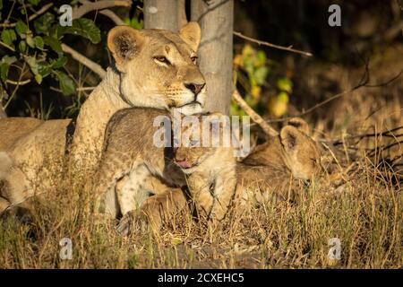 La lionne et ses petits lions reposent sur de l'herbe sèche à proximité Un arbre sous la lumière du soleil du matin au Botswana Banque D'Images