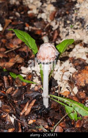 gros plan d'une vieille capsule d'encre déchiqueante dans une forêt avec des branchies noires, un chapeau blanc mouillé de pluie Banque D'Images