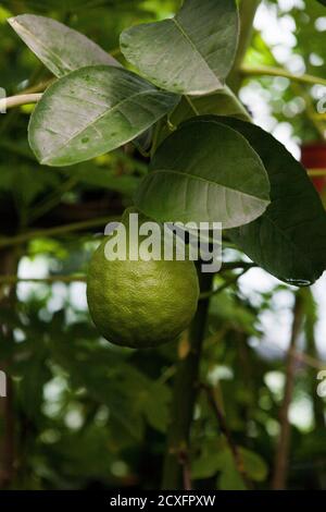 Citronniers en serre, fruits de gros citrons verts non mûrs, gros plan, concept d'agriculture Banque D'Images