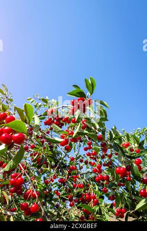 Les baies de cerises mûres juteuses pendent en grappes sur les branches. Banque D'Images