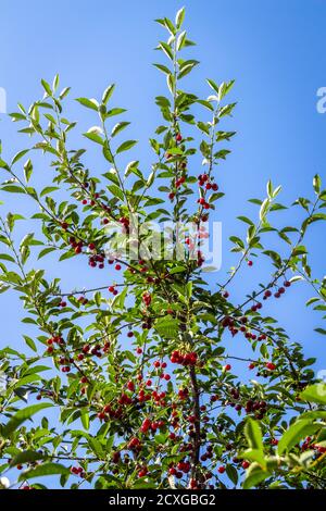 Les baies de cerises mûres juteuses pendent en grappes sur les branches. Banque D'Images