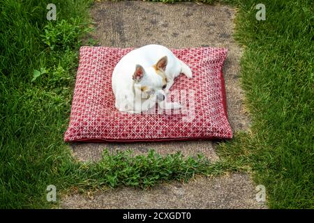 Un chihuahua blanc se trouve sur un oreiller sur la pelouse dans l'arrière-cour. Banque D'Images