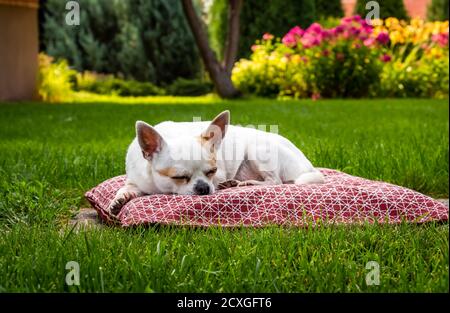 Un chihuahua blanc se trouve sur un oreiller sur la pelouse dans l'arrière-cour. Banque D'Images