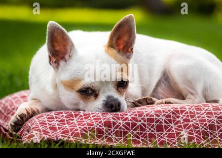 Un chihuahua blanc se trouve sur un oreiller sur la pelouse dans l'arrière-cour. Banque D'Images