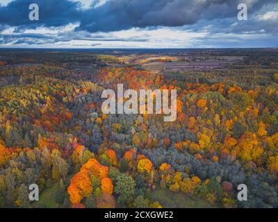 Vue sur les hauts d'arbres colorés, Lituanie Banque D'Images