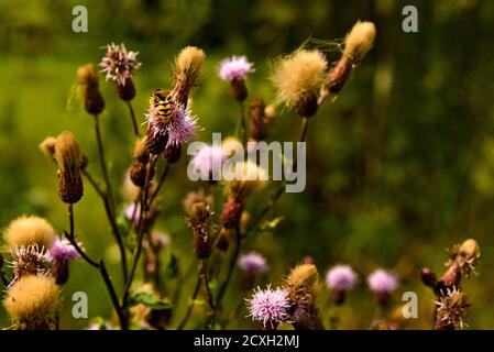 Un gros plan sur les plantes de prairie (cirsium arvense) et une abeille Banque D'Images