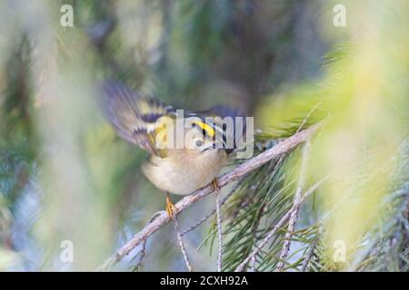 petit oiseau avec une couronne jaune sur ses rabats de tête ses ailes Banque D'Images