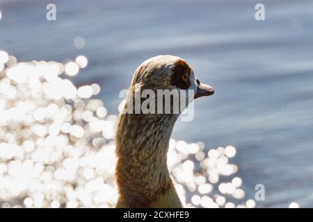 Belles impressions et paysage dans les temps de corona Banque D'Images