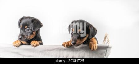 Un portrait de deux adorables chiots Jack Russel Terrier, dans un panier en osier, isolés sur un fond blanc. Couverture longue, bannière ou réseaux sociaux Banque D'Images