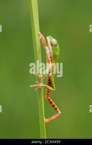 Le Pitheccopus hypochondrialis, la grenouille à feuilles à pattes orange ou la grenouille singe à pattes tigrées, est une espèce de grenouille de la famille des Phyllomedusidae Banque D'Images