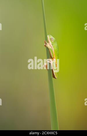 Le Pitheccopus hypochondrialis, la grenouille à feuilles à pattes orange ou la grenouille singe à pattes tigrées, est une espèce de grenouille de la famille des Phyllomedusidae Banque D'Images