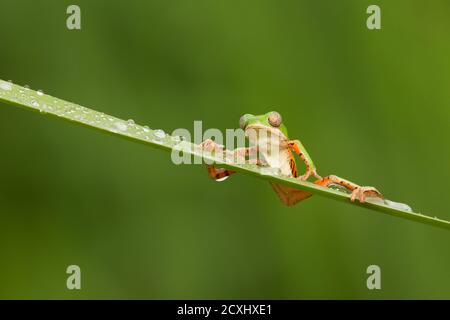 Le Pitheccopus hypochondrialis, la grenouille à feuilles à pattes orange ou la grenouille singe à pattes tigrées, est une espèce de grenouille de la famille des Phyllomedusidae Banque D'Images