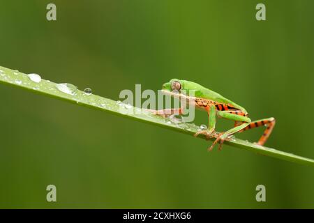 Le Pitheccopus hypochondrialis, la grenouille à feuilles à pattes orange ou la grenouille singe à pattes tigrées, est une espèce de grenouille de la famille des Phyllomedusidae Banque D'Images