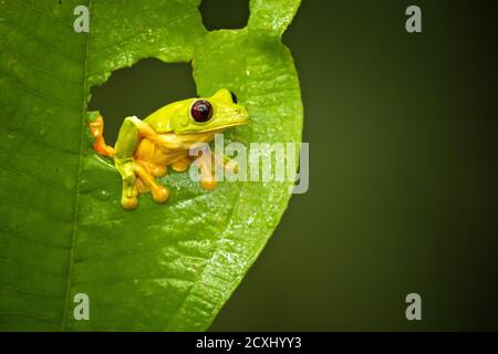 La grenouille des arbres (Agalychnis sparelli) est une espèce de grenouille de la famille des Phyllomedusidae. On le trouve en Colombie, au Costa Rica, en Équateur et au Panama. Banque D'Images