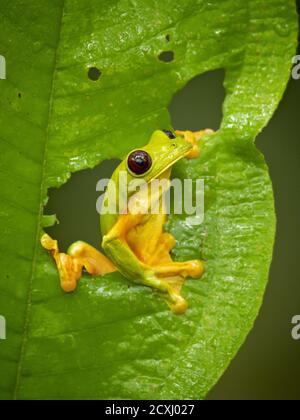 La grenouille des arbres (Agalychnis sparelli) est une espèce de grenouille de la famille des Phyllomedusidae. On le trouve en Colombie, au Costa Rica, en Équateur et au Panama. Banque D'Images